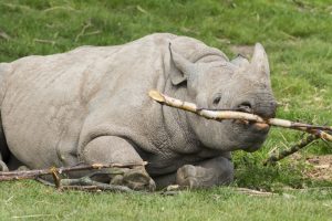 Wilderness Safaris Facilitates Largest Ever Cross-Border Translocation of Critically Endangered Black Rhino